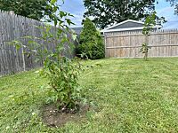 Pink Rose of Sharon Althea Tree