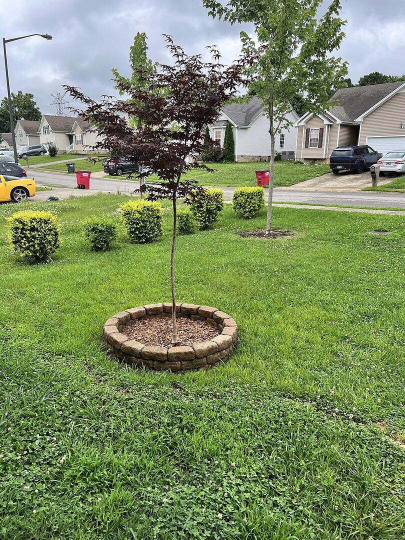Wonderful tree for your yard