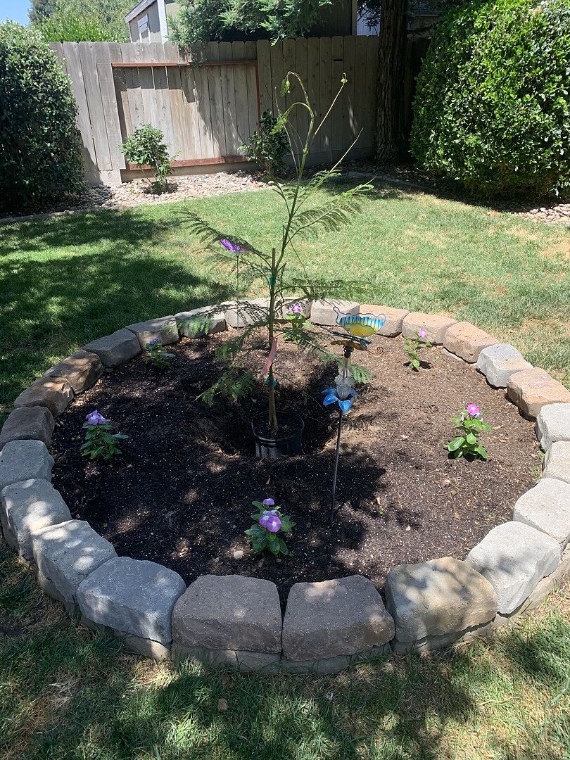 My Jacaranda tree arrived in