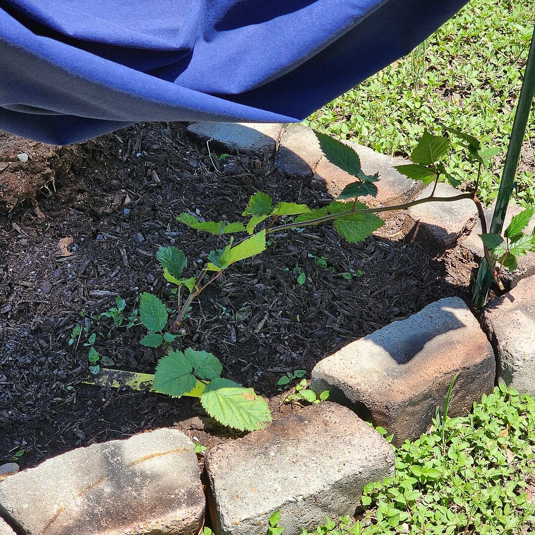 I got my blackberry vine.