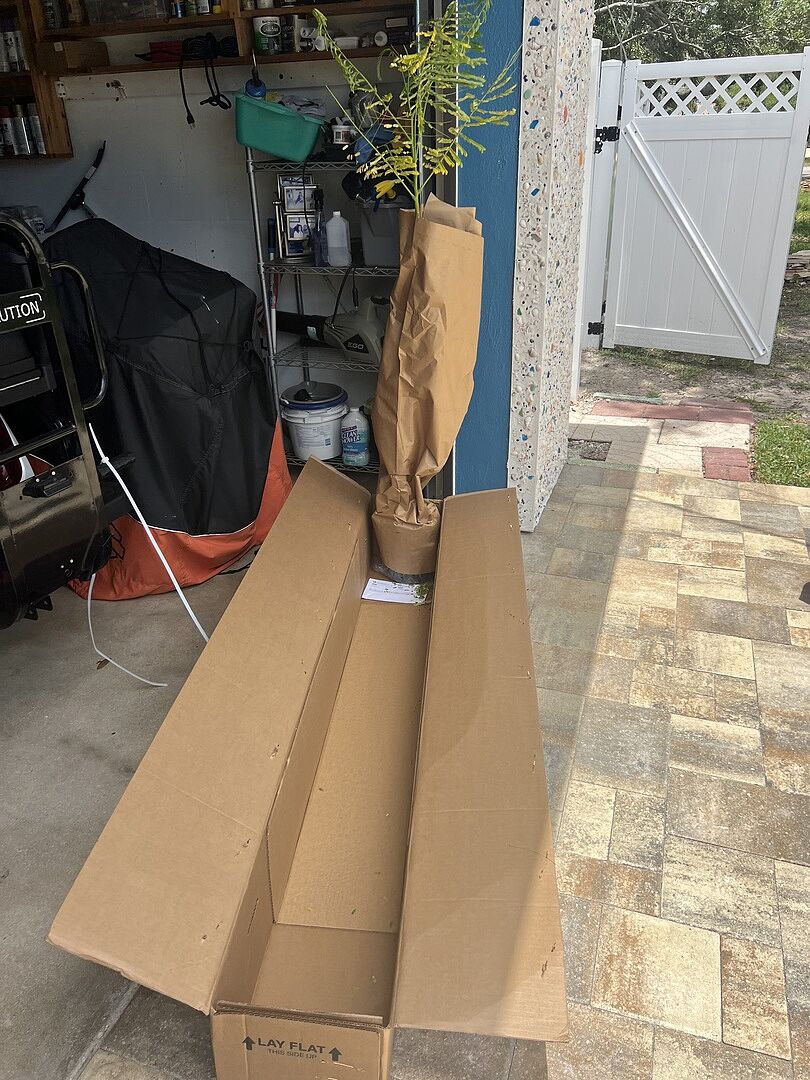 The tree looked very sad in box. Just a baby. I planted it and now waiting to see it grow