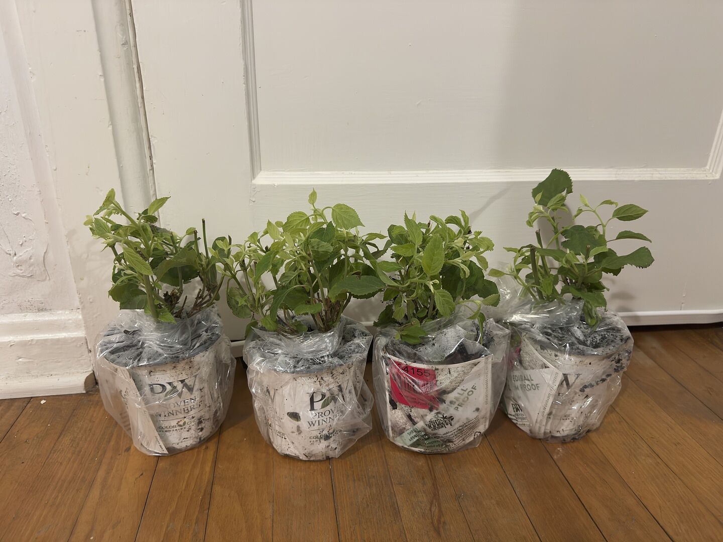 Major Improvement On Standard Annabelle Hydrangea