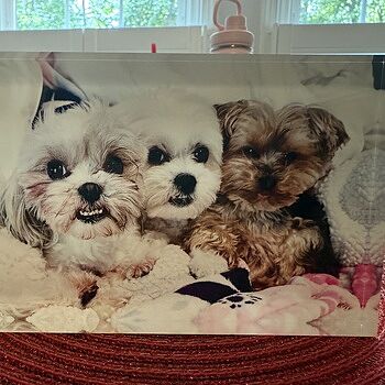 Photo of review by Patricia on Jun 19, 2025 #1