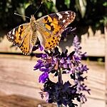 Image of Review by Levy G. on 19 Jun 2025 number 1