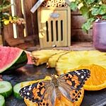 Image of Review by Levy G. on 19 Jun 2025 number 2