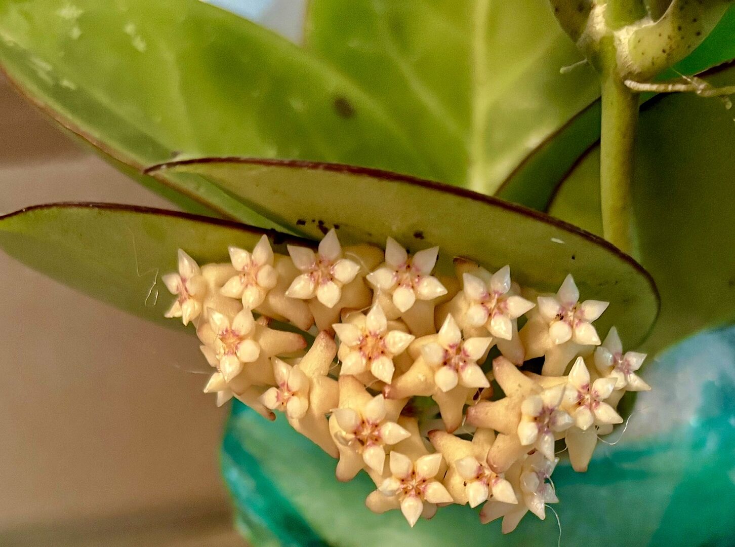 Hoya sp. (Da Nang) – Unsolicited Plant Talks