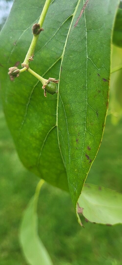 Hass avocado tree.