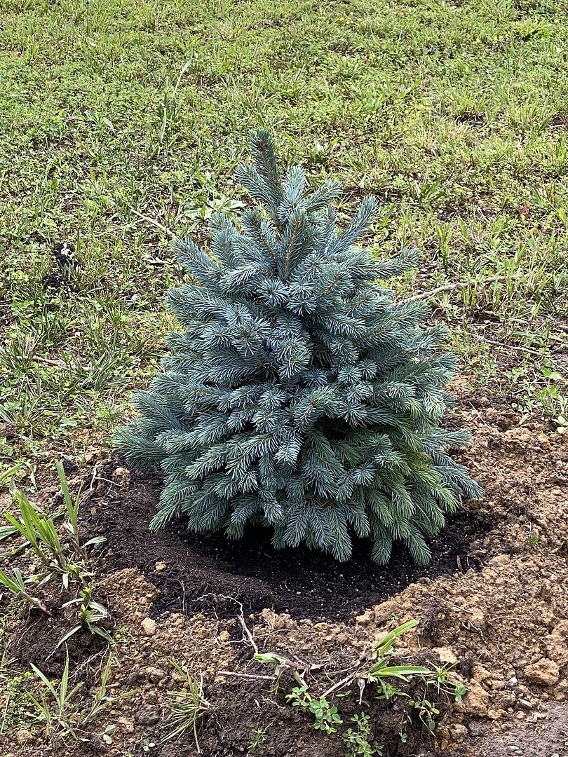 I love my new baby blue spruce!
