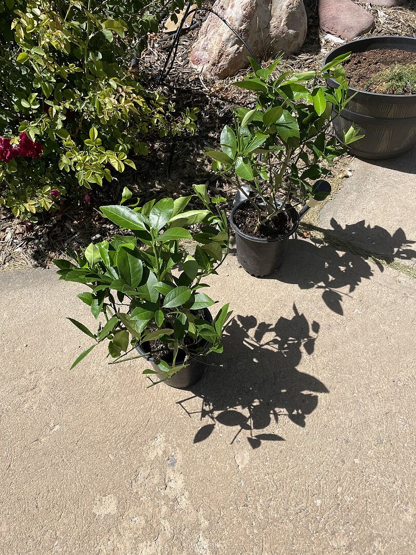 Potential Lemon grower in Utah
