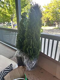 Limequat Citrus Tree