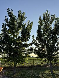 Limequat Citrus Tree