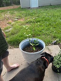 Fruit Cocktail Tree