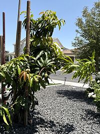 Fruit Cocktail Tree
