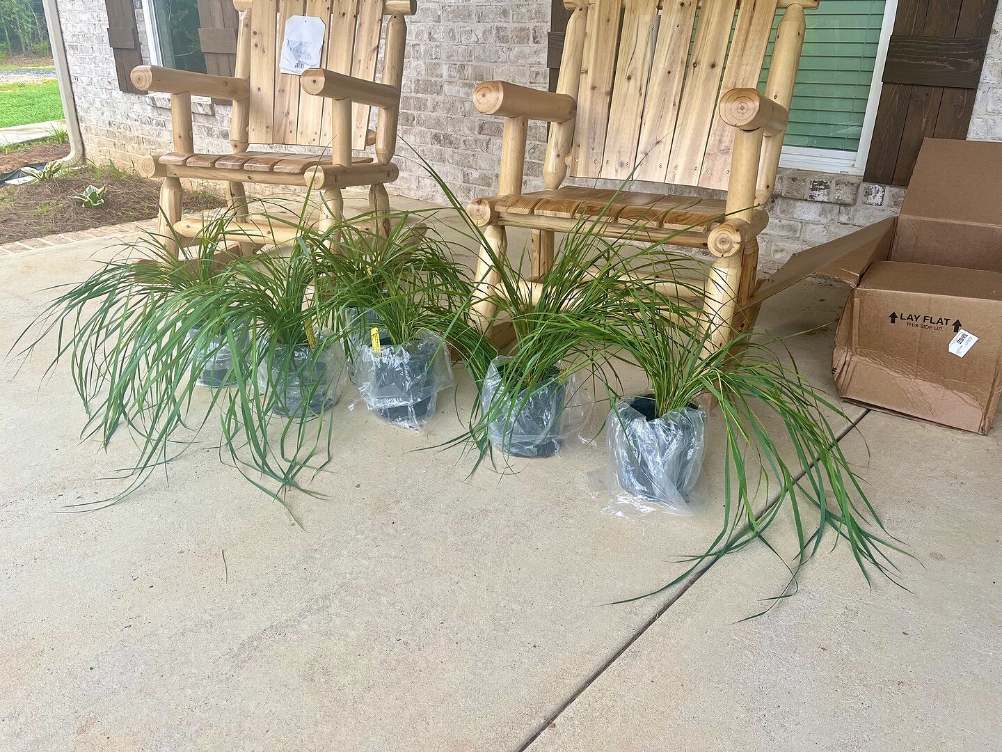 Karl Foerster Grass