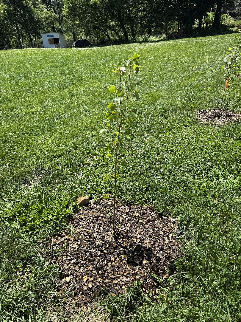 Healthy trees and prompt customer service!