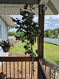 Willow Hybrid Tree
