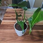 Image of Review by Bridgette T. on 24 Jun 2025 number 1