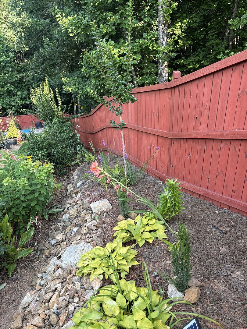 Tiny Blue Italian cypress