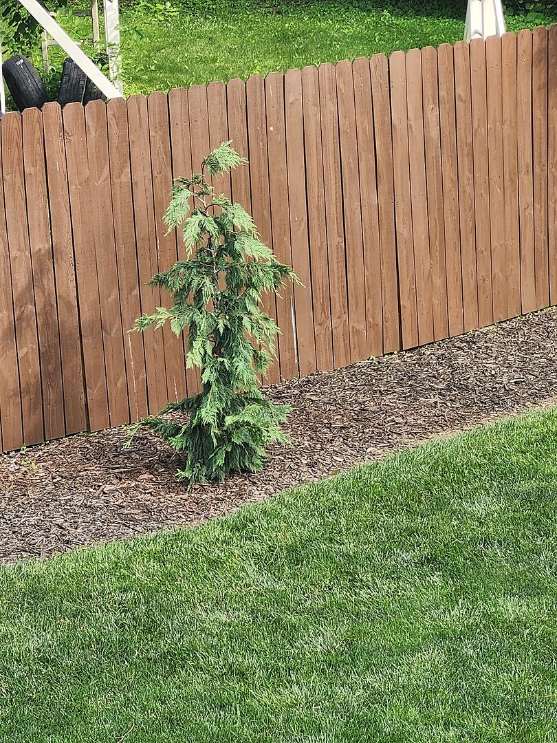 Whimsical care free tree