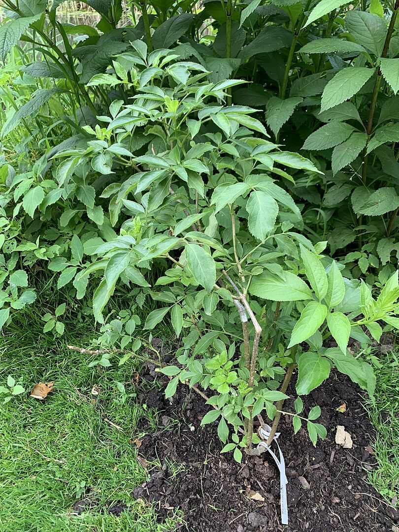 Healthy Elderberry Bush