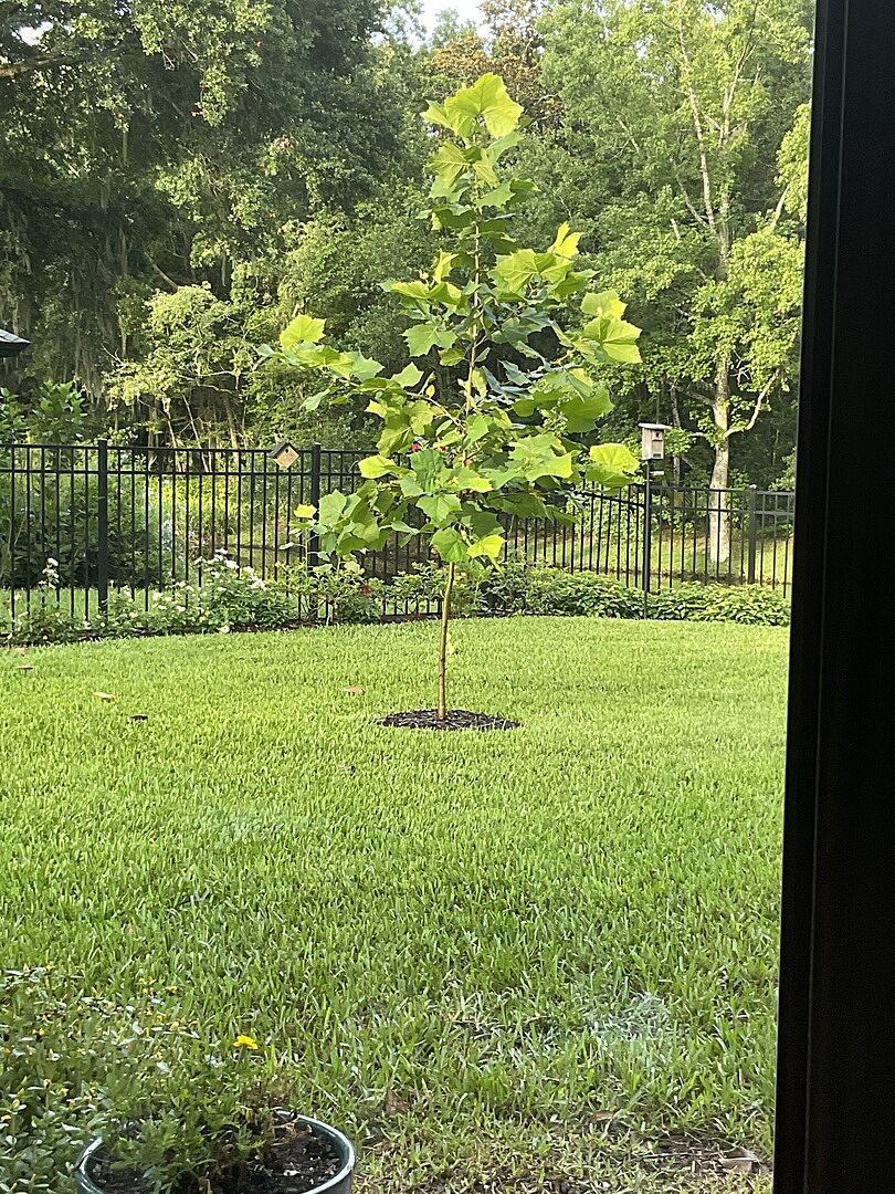 Sycamore