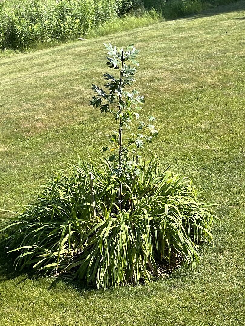 This northern red Oak is