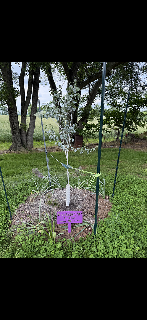 Bosc & Bartlett Pear Tree