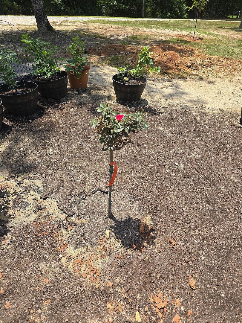 Knock out rose tree
