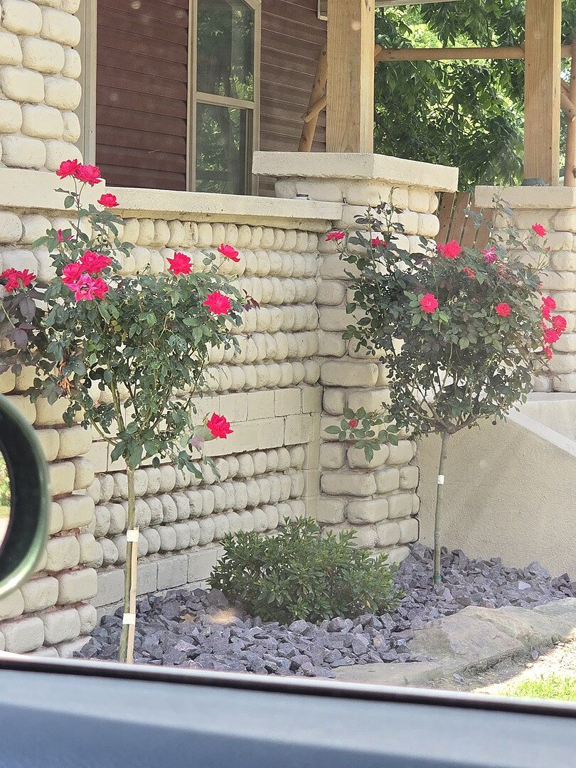 Rose trees