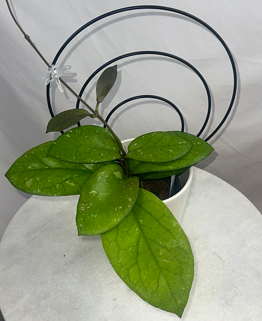 Hoya AH049 – Unsolicited Plant Talks