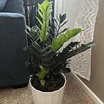Image of Review by Ashley R. on 29 Jun 2025 number 1