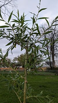 Rainier Cherry Tree