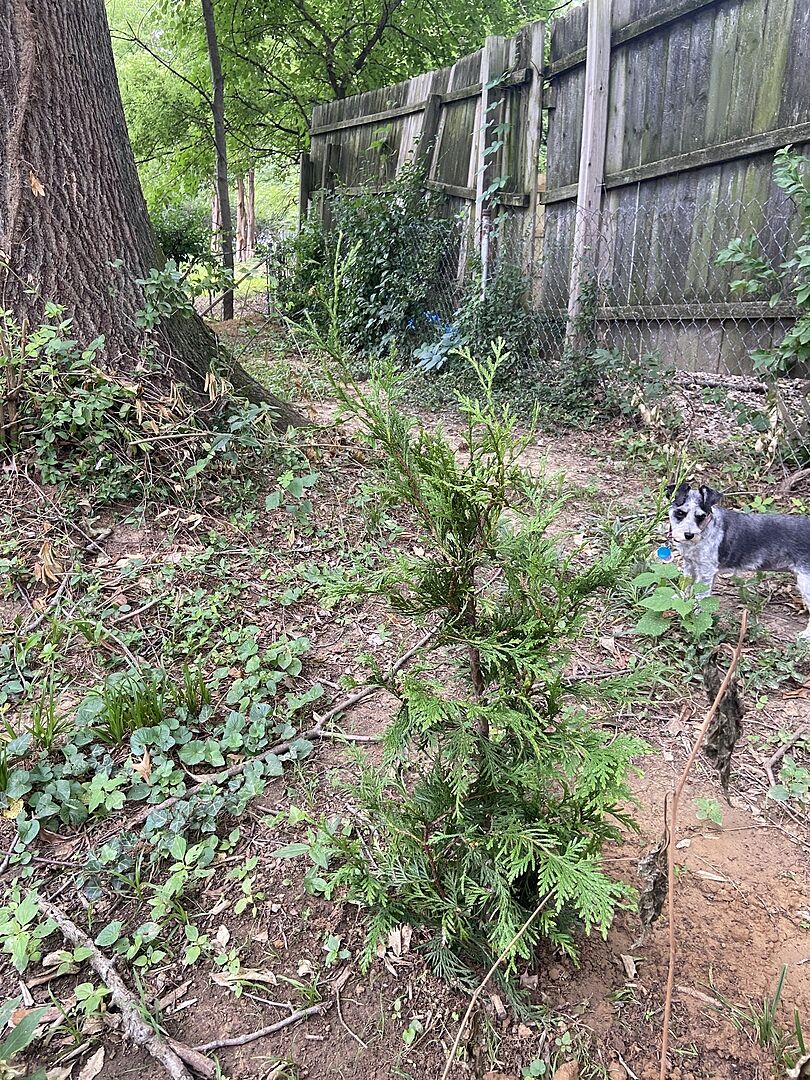 My 10 trees 6/2025 2-3 foot healthy