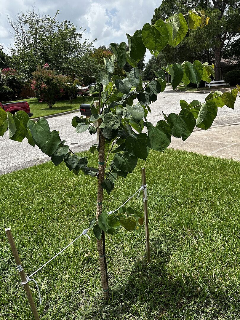 Eastern Red Bud Tree
