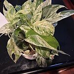 Image of Review by Erica M. on  1 Jul 2025 number 1
