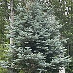 Image of Review by Lisa H. on  1 Jul 2025 number 1