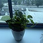 Image of Review by Shakeera B. on  1 Jul 2025 number 1