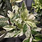 Image of Review by jose p. on  2 Jul 2025 number 1
