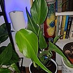 Image of Review by Contrina A. on  2 Jul 2025 number 1