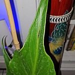 Image of Review by Contrina A. on  2 Jul 2025 number 2