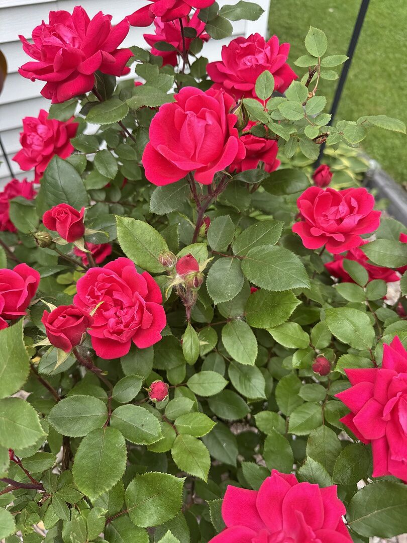 Double knockout roses