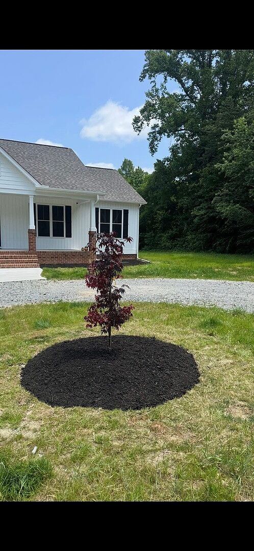 Beautiful Tree