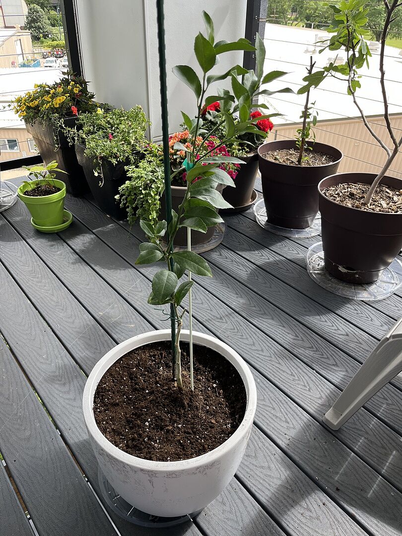 Meyer Lemon Tree