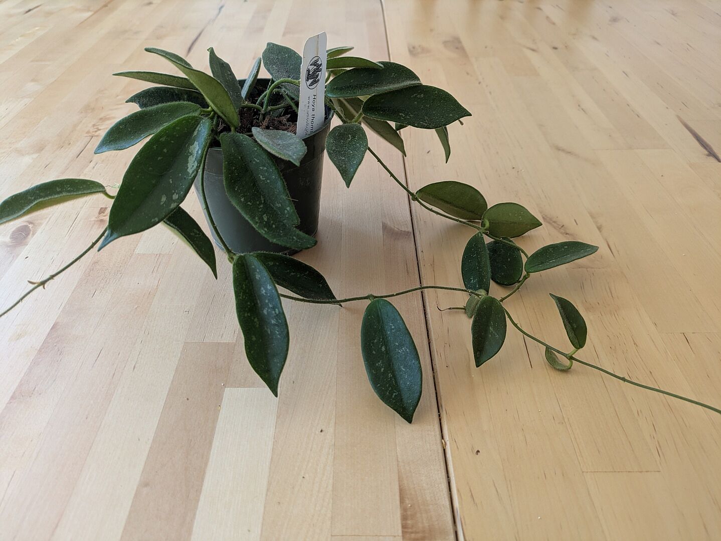 Hoya thomsonii (white) – Unsolicited Plant Talks