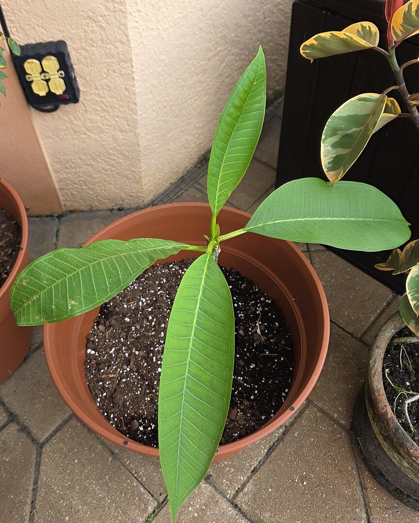 Growing Fast