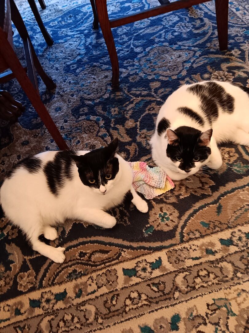 Catalyst Pet customer photo shared by Cynthia P.