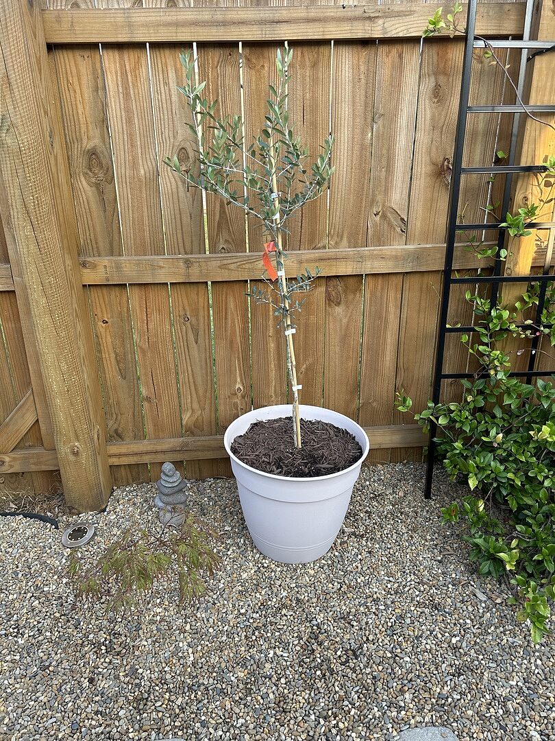 Olive tree