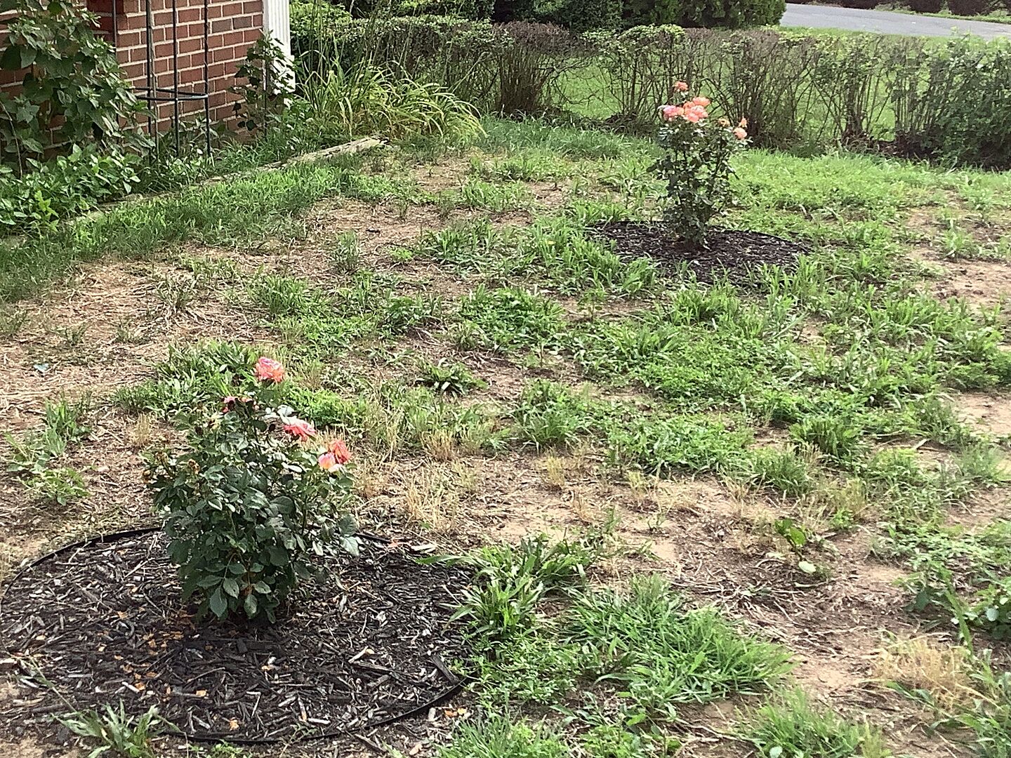 Love our rosebushes