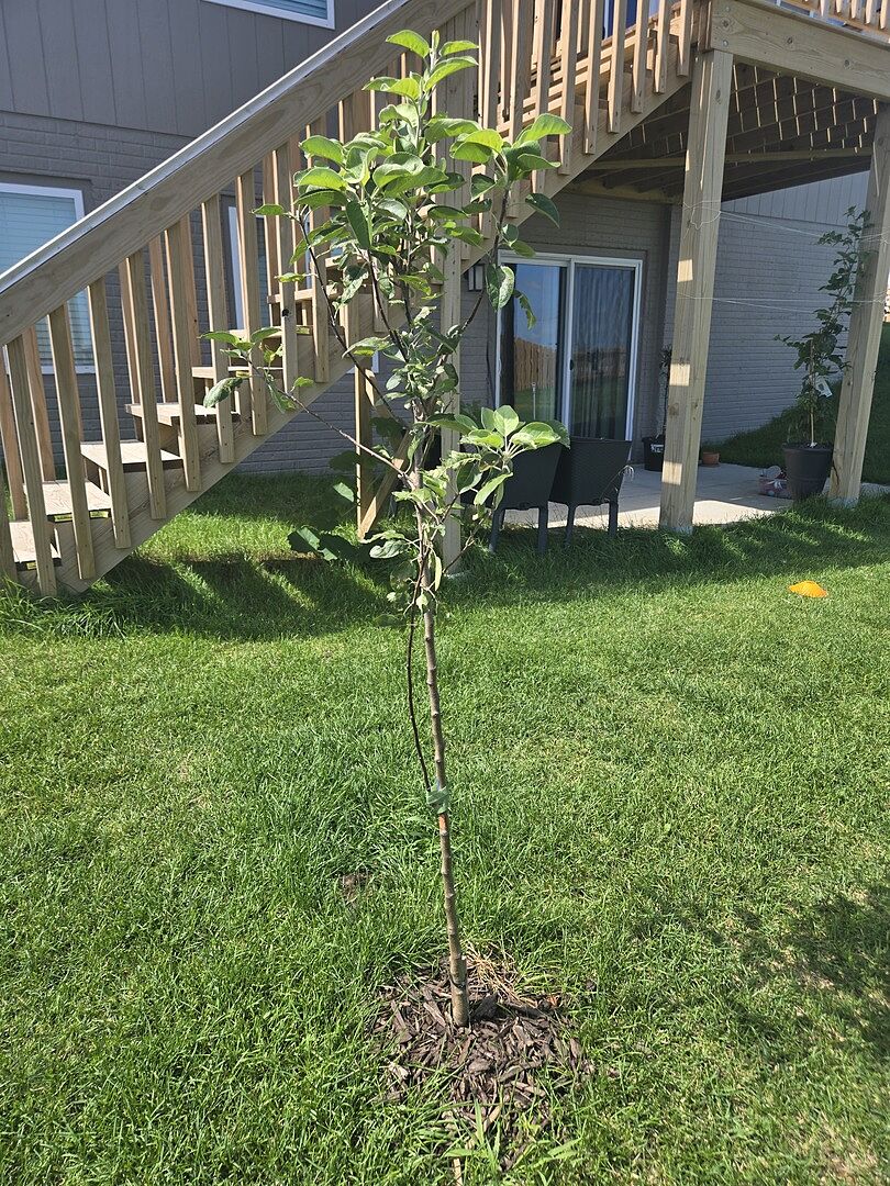 My favorite apple 🍎 in Omaha