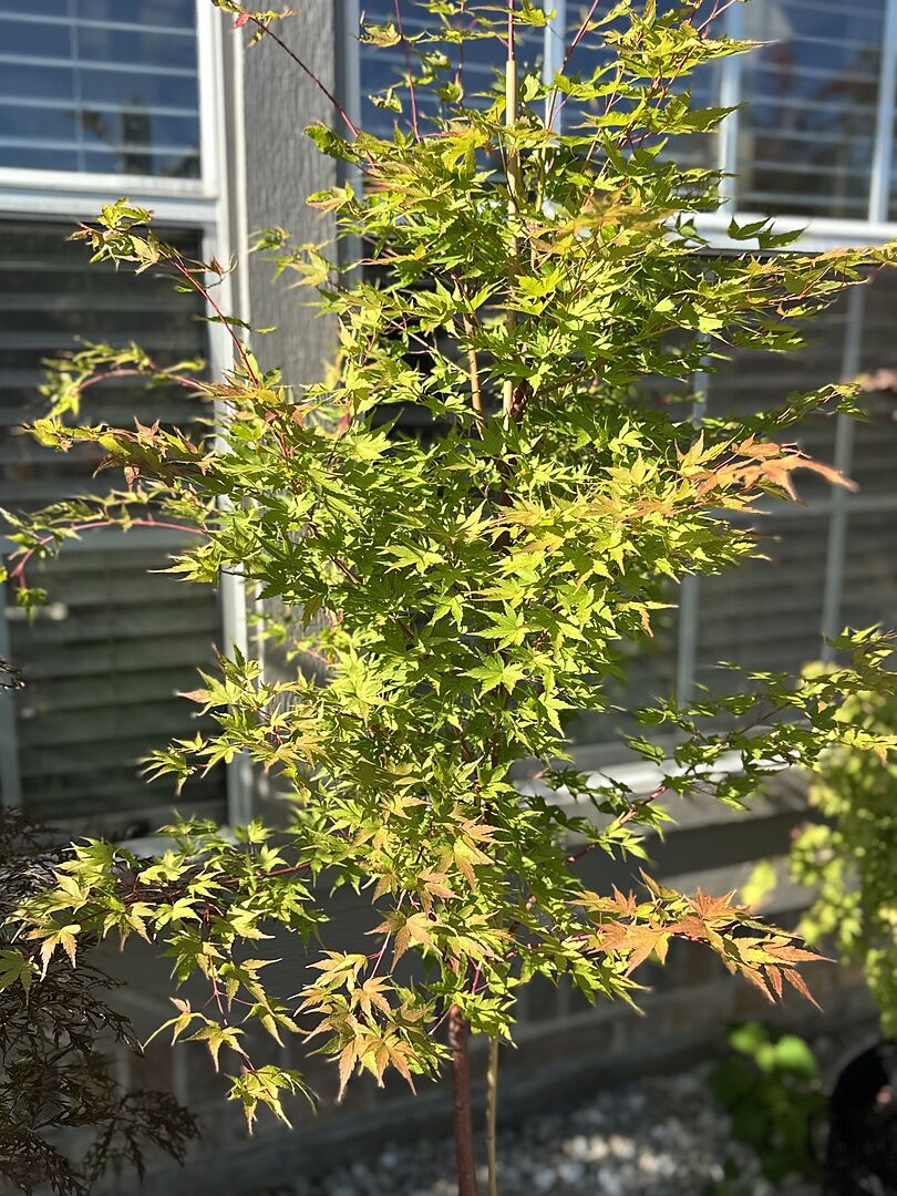 Very healthy tree